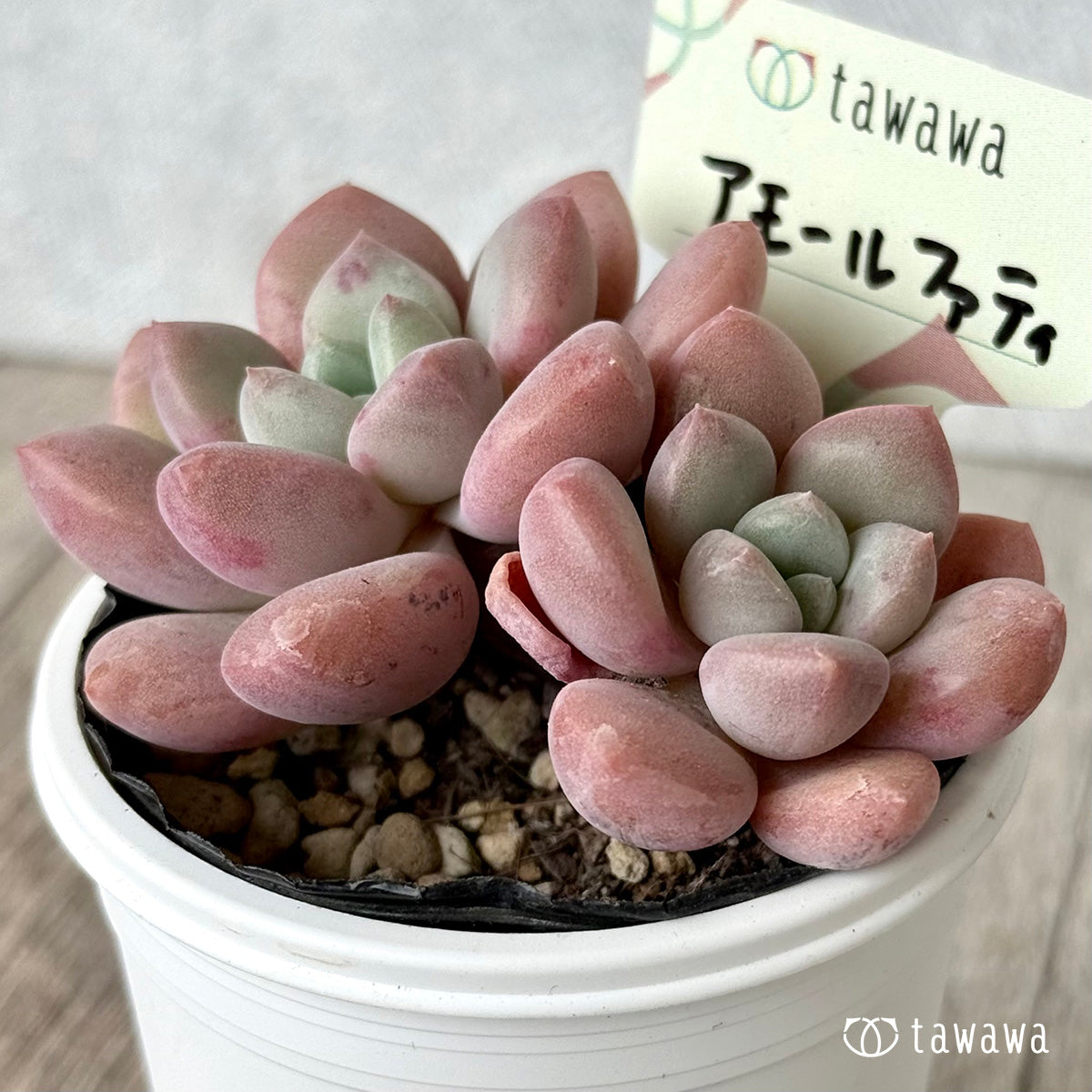 アモールファティ(双頭)【tawawaハウス苗】