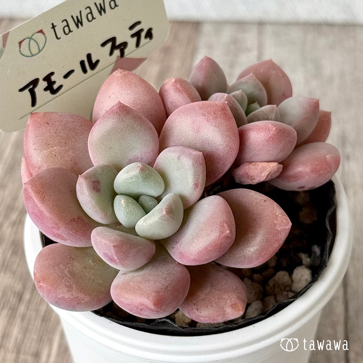 アモールファティ(双頭)【tawawaハウス苗】