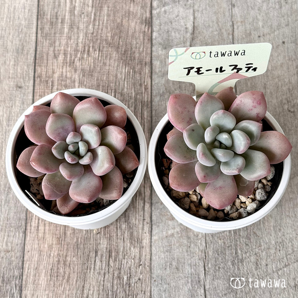 アモールファティ(単頭)【tawawaハウス苗】