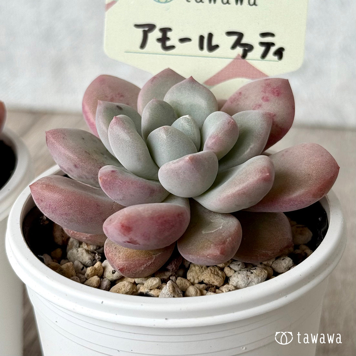 アモールファティ(単頭)【tawawaハウス苗】