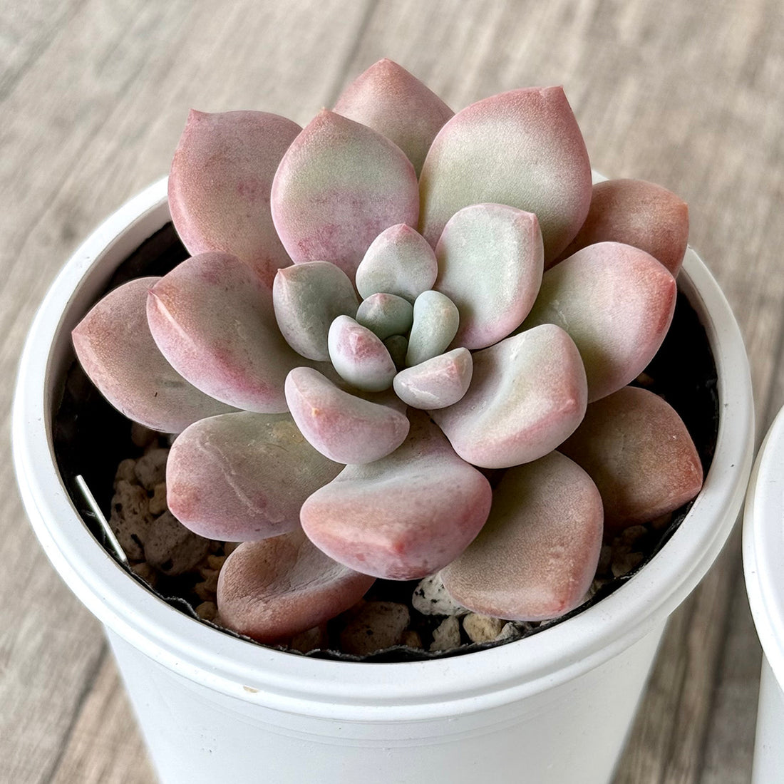 アモールファティ(単頭)【tawawaハウス苗】