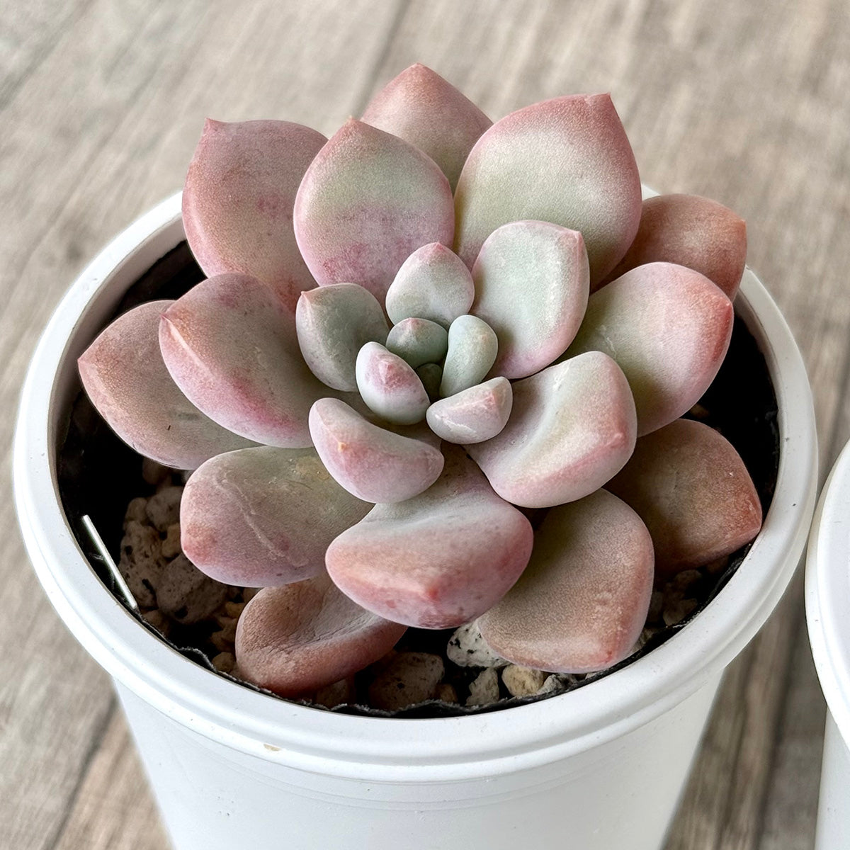 アモールファティ(単頭)【tawawaハウス苗】