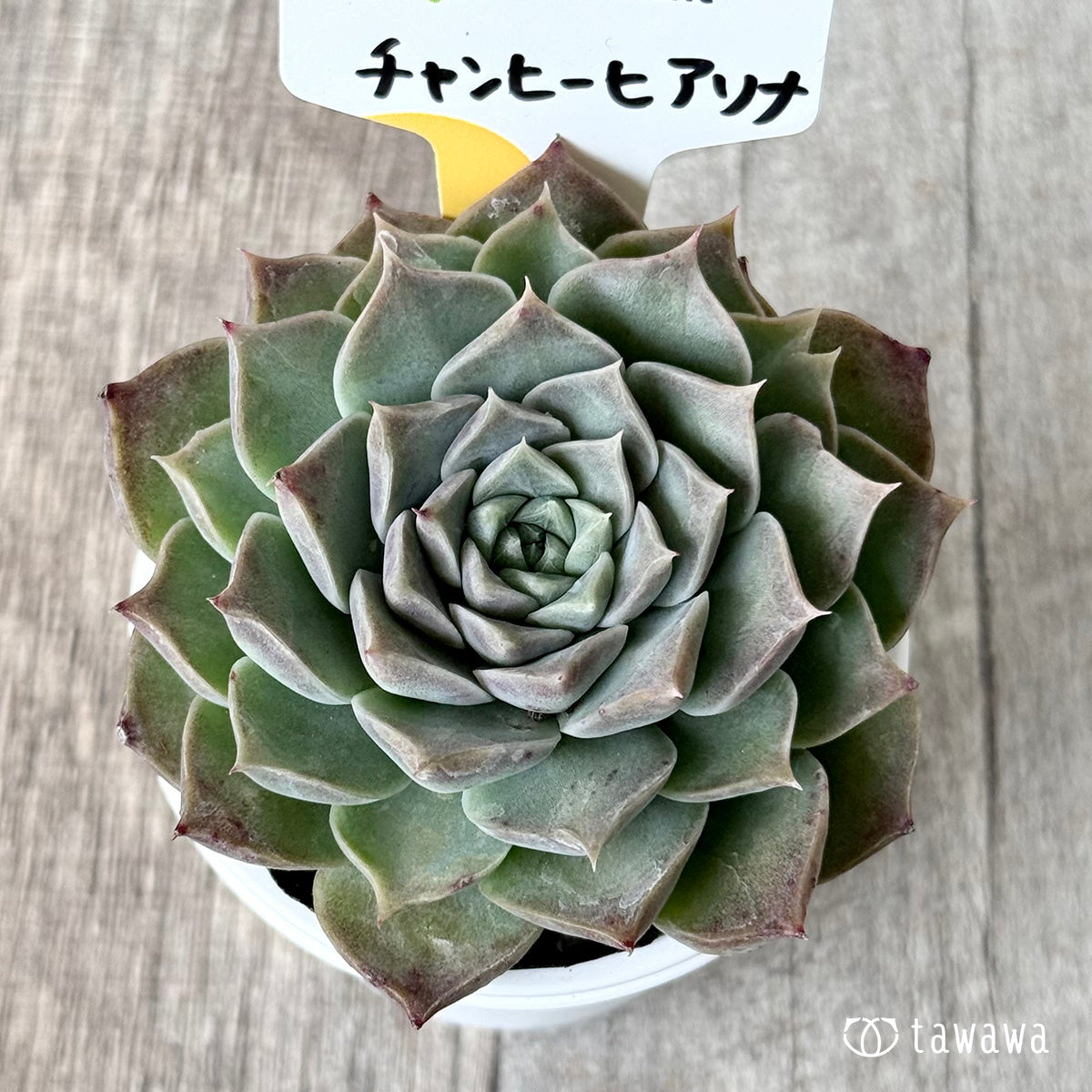 *新発売* チャンヒーヒアリナ(チャンヒー農園)【tawawaハウス苗】