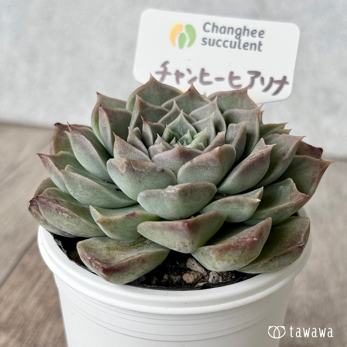 *新発売* チャンヒーヒアリナ(チャンヒー農園)【tawawaハウス苗】
