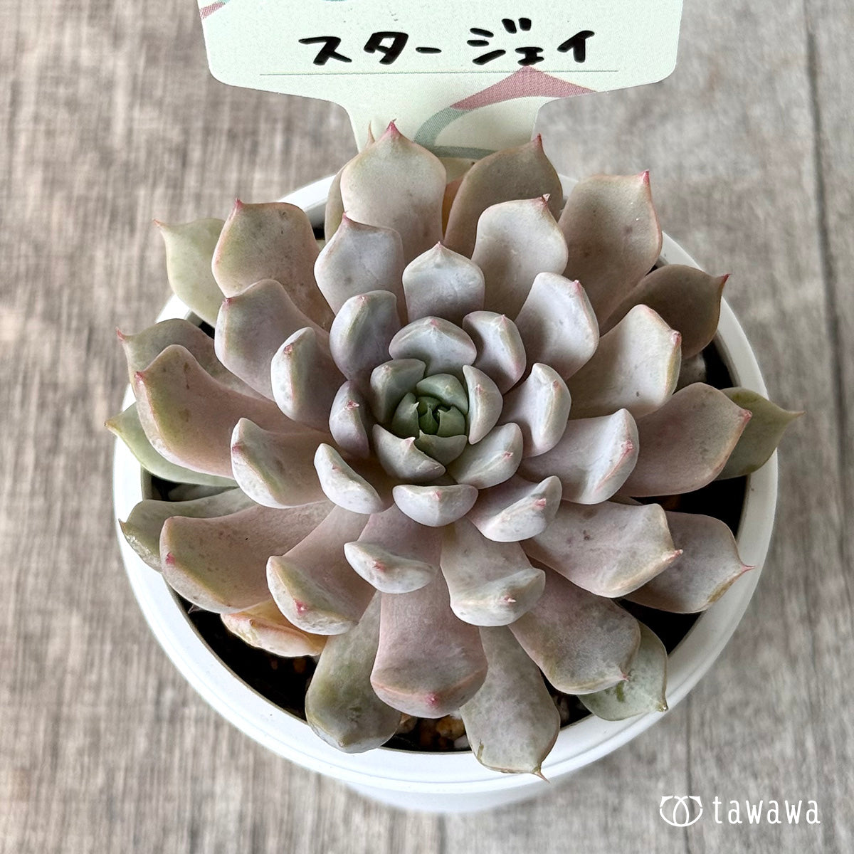 *新発売* スタージェイ【tawawaハウス苗】