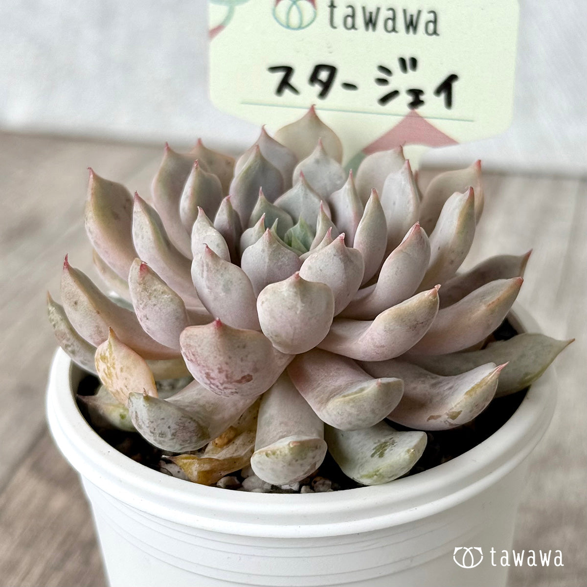 *新発売* スタージェイ【tawawaハウス苗】