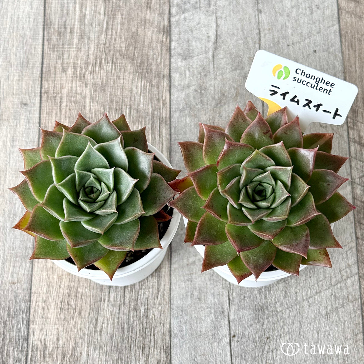 *新発売* ライムスイート(チャンヒー農園)【tawawaハウス苗】