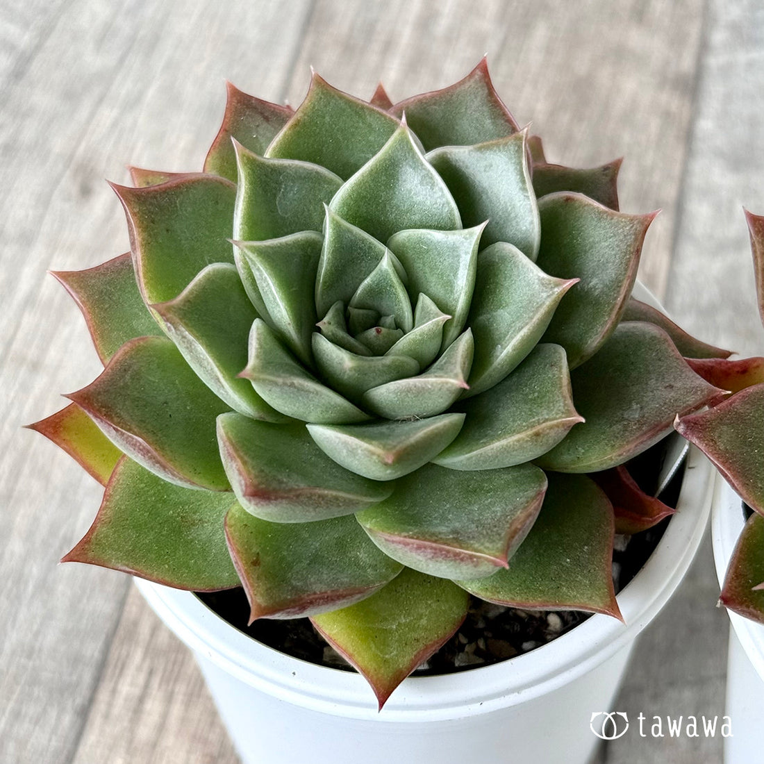 New Arrivals: Ice Green