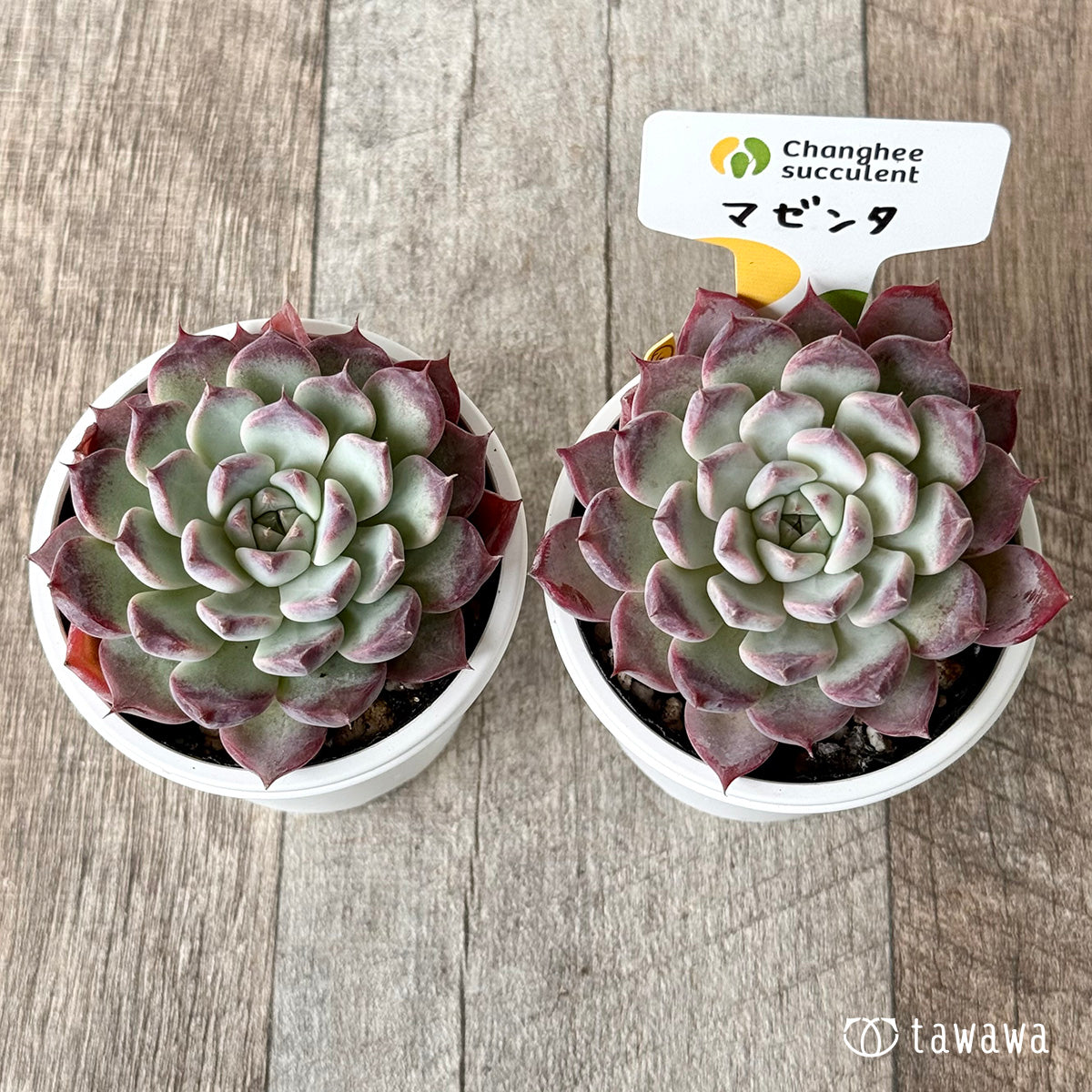 マゼンタ(チャンヒー農園)【tawawaハウス苗】