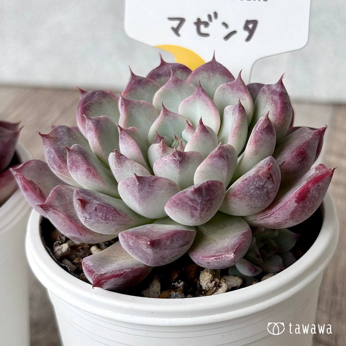 マゼンタ(チャンヒー農園)【tawawaハウス苗】