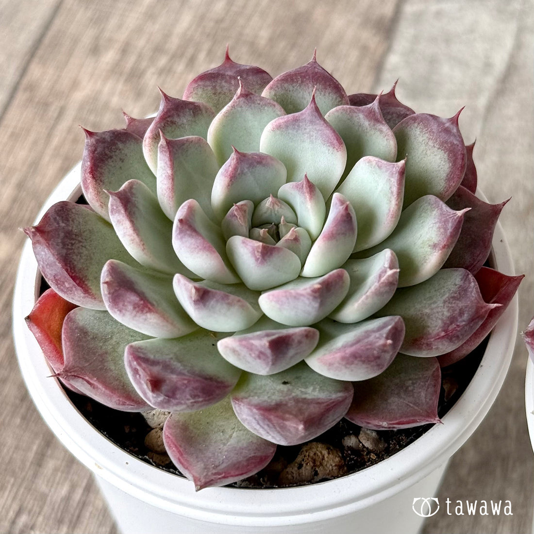 マゼンタ(チャンヒー農園)【tawawaハウス苗】