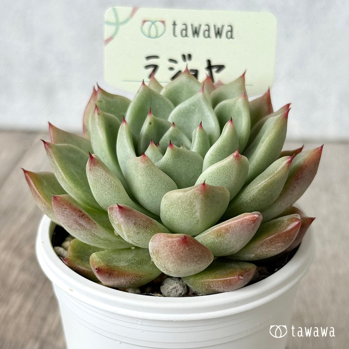 *新発売* ラジョヤ【tawawaハウス苗】