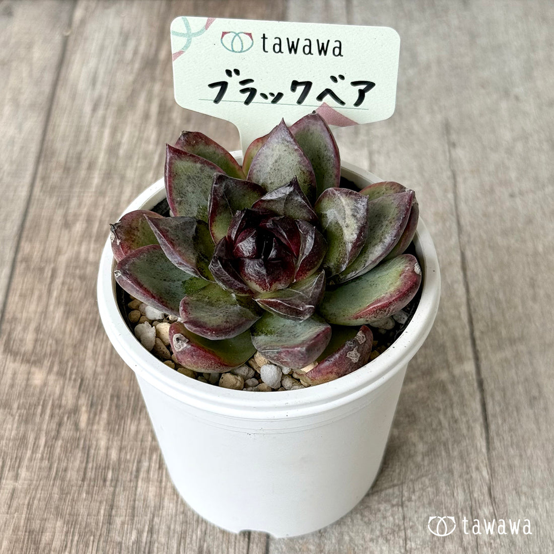 ブラックベア 【tawawaハウス苗】