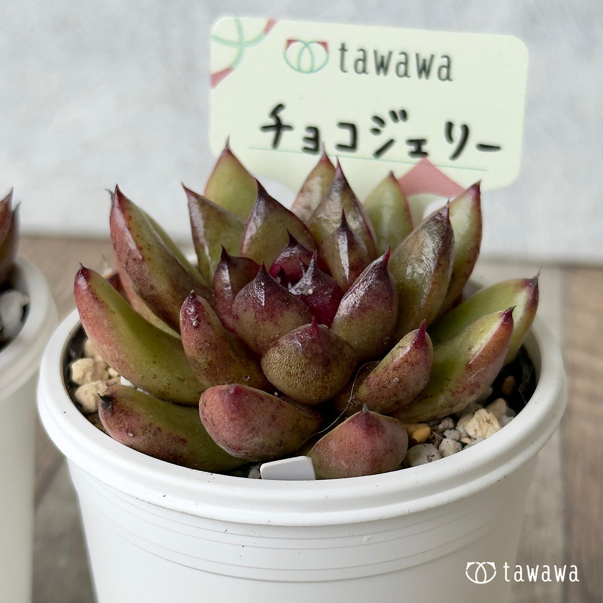 チョコジェリー 【tawawaハウス苗】