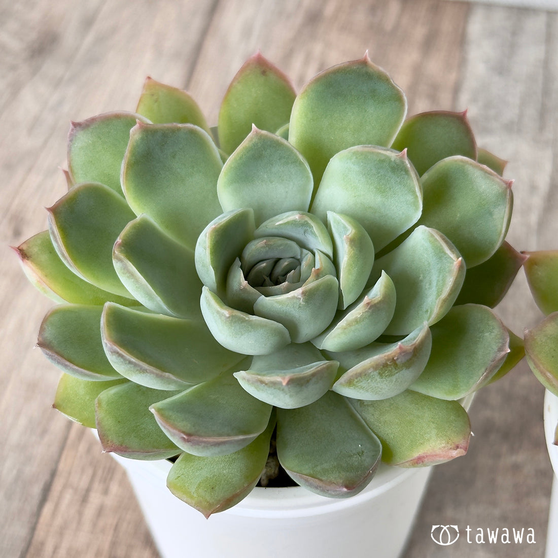 New Arrivals: Ice Green