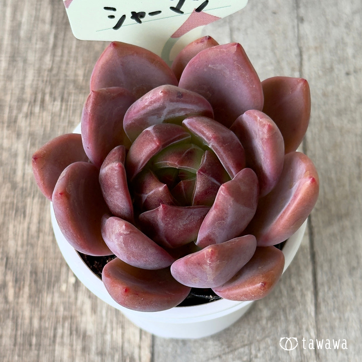 シャーマン 【tawawaハウス苗】