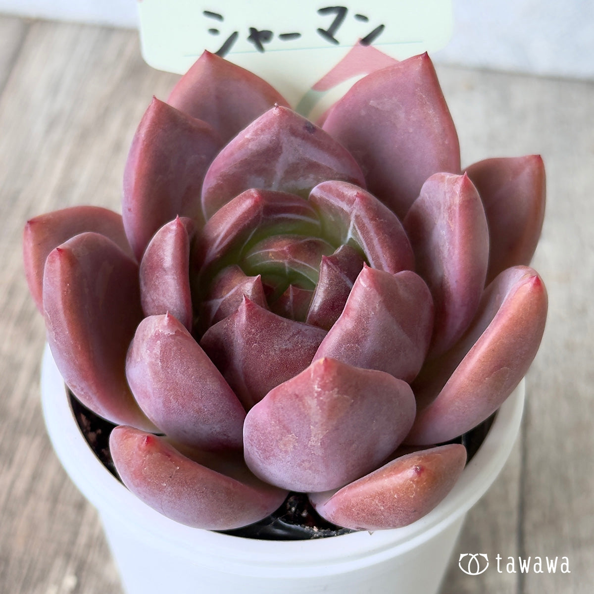 シャーマン 【tawawaハウス苗】