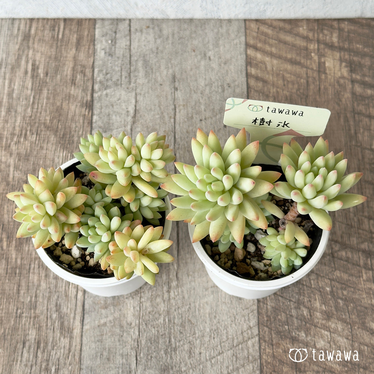 樹氷【tawawaハウス苗】