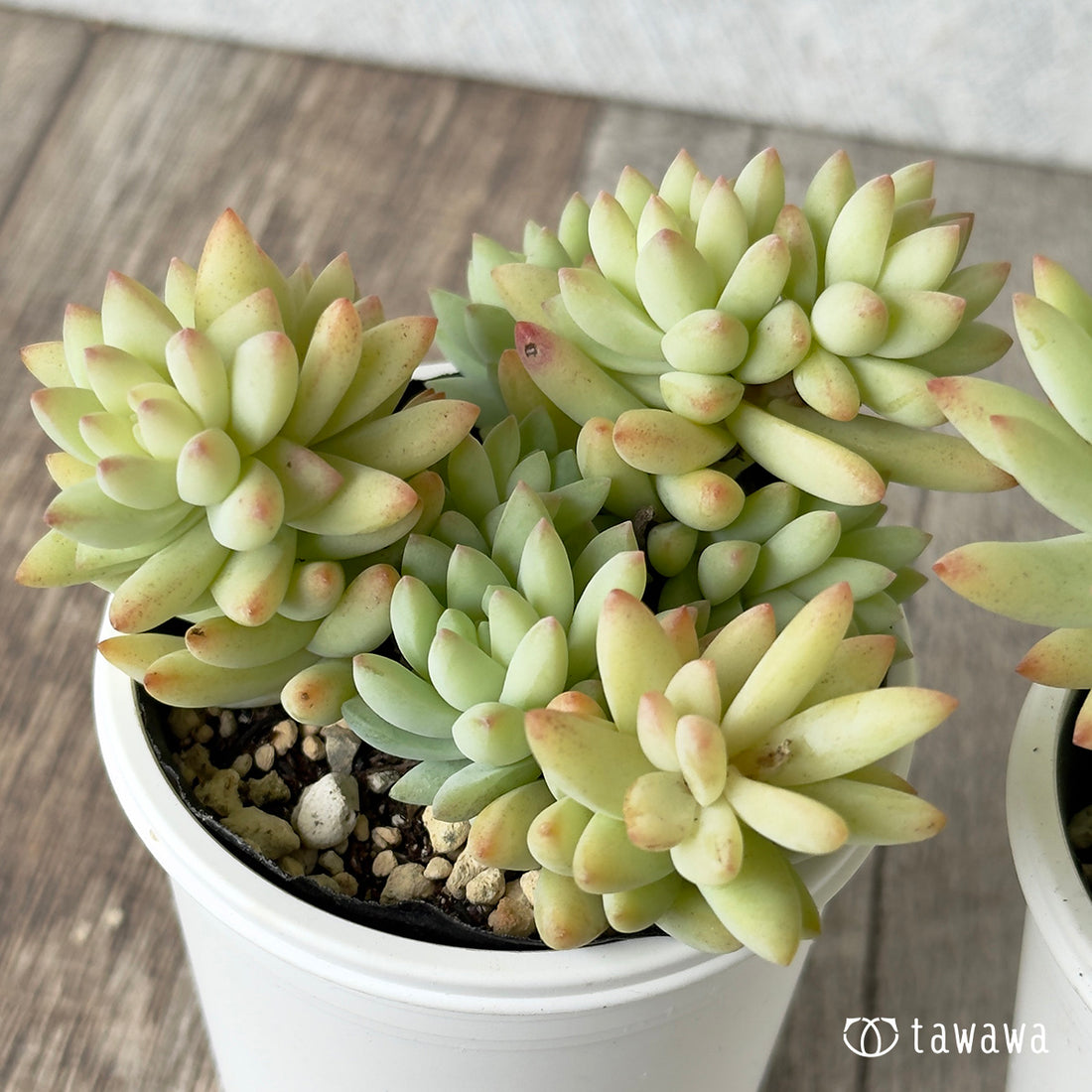dance performance held in April by geisha and maiko in Kyoto&