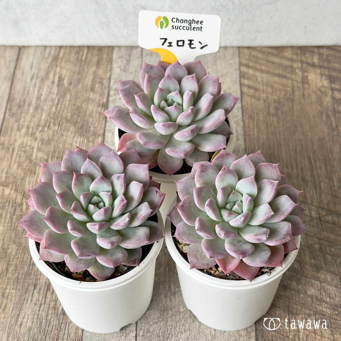 フェロモン(チャンヒー農園)【tawawaハウス苗】