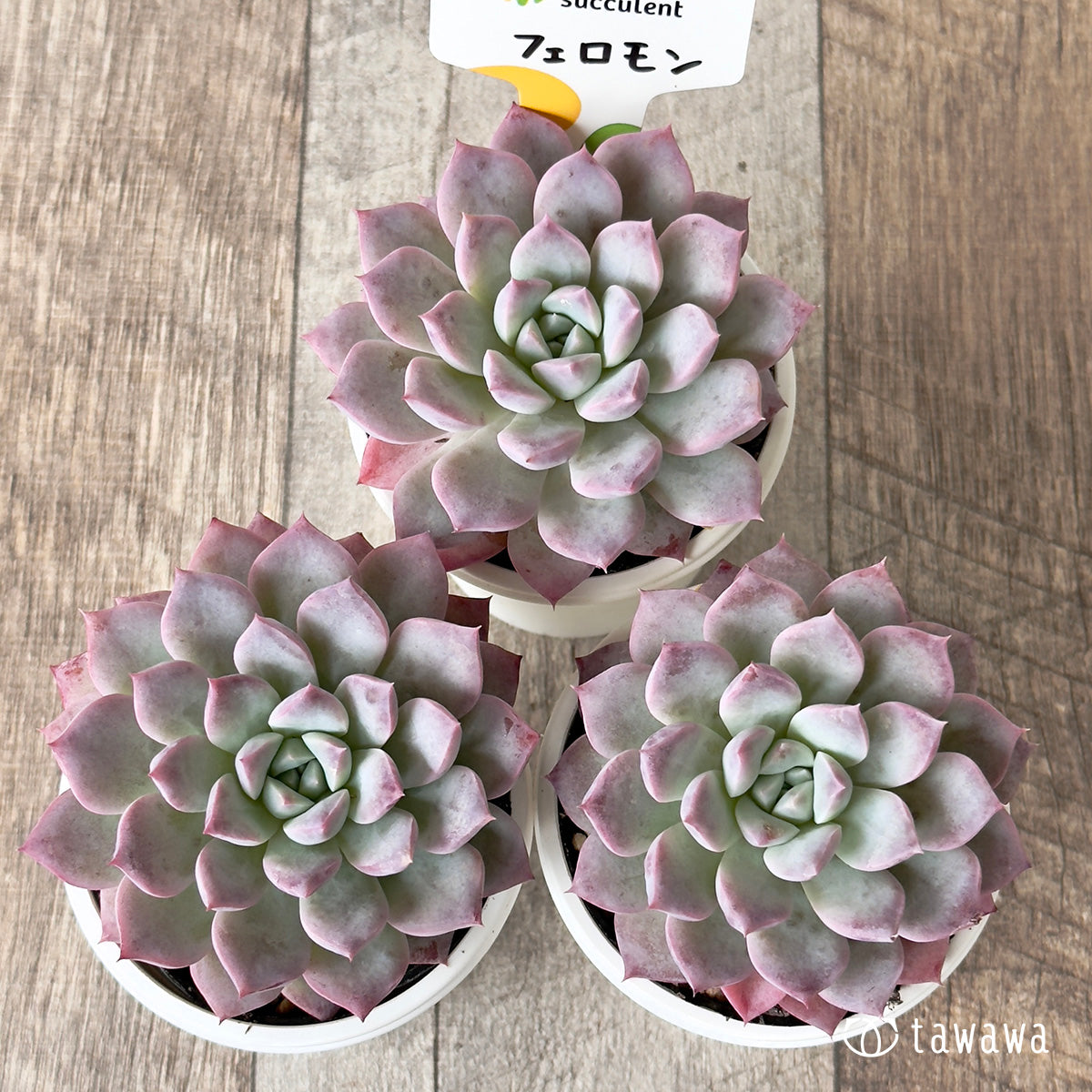 フェロモン(チャンヒー農園)【tawawaハウス苗】