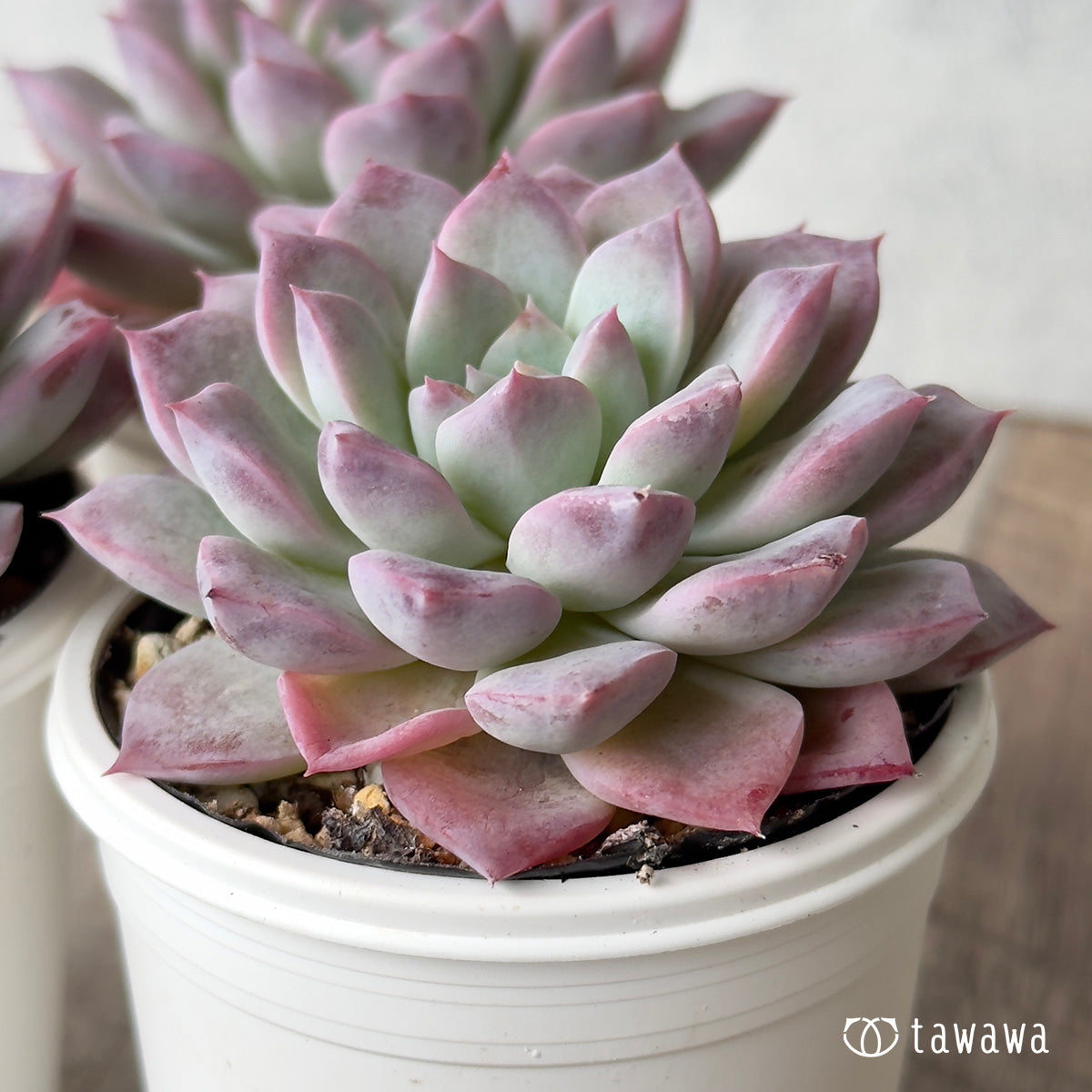 フェロモン(チャンヒー農園)【tawawaハウス苗】