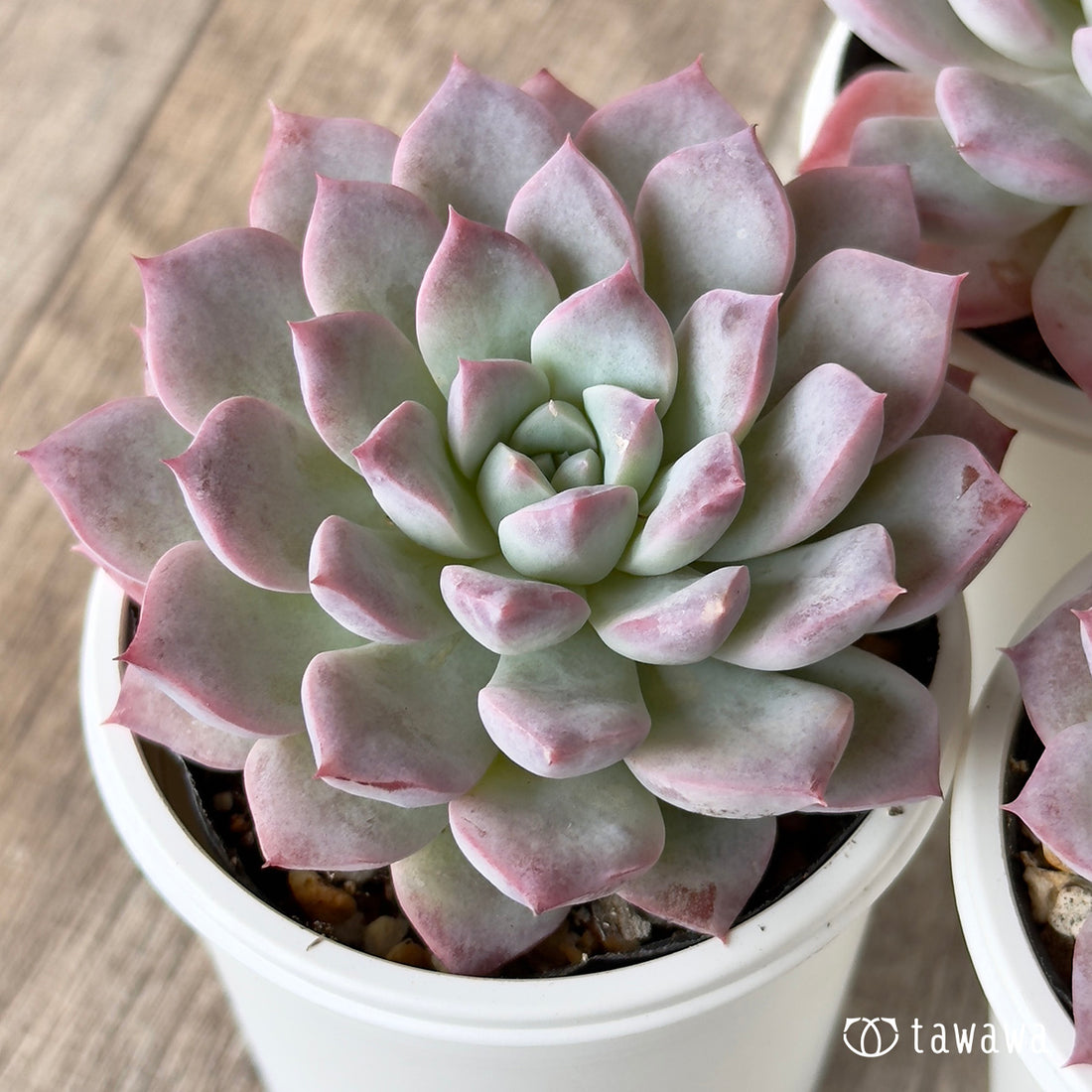 New Arrivals: Ice Green