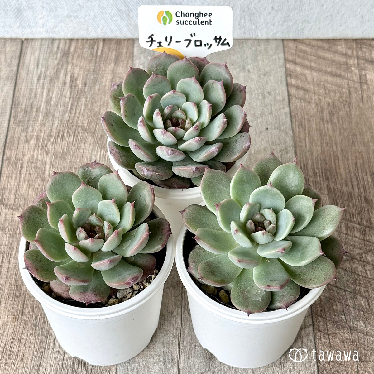 *新発売* チェリーブロッサム (チャンヒー農園)【tawawaハウス苗】