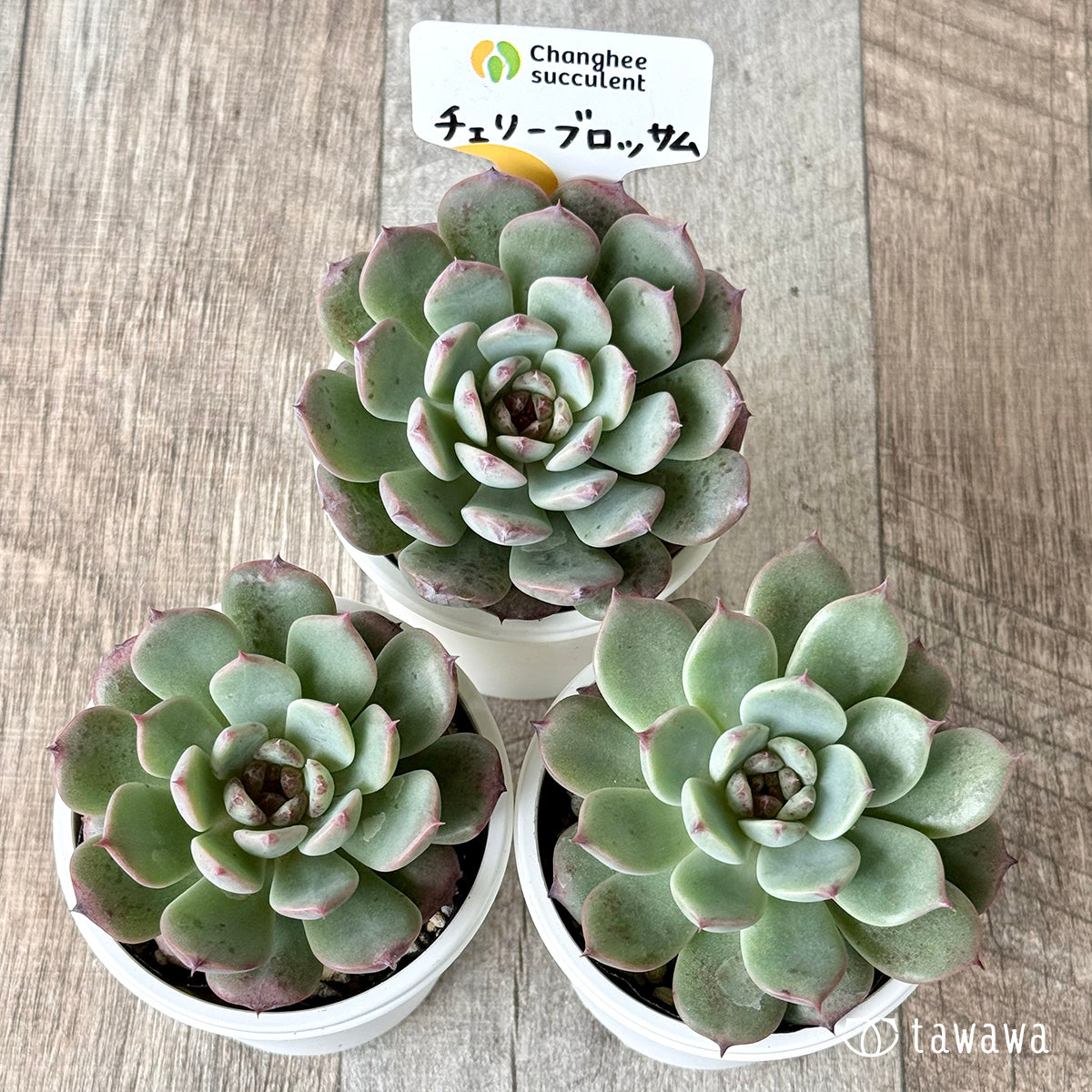 *新発売* チェリーブロッサム (チャンヒー農園)【tawawaハウス苗】