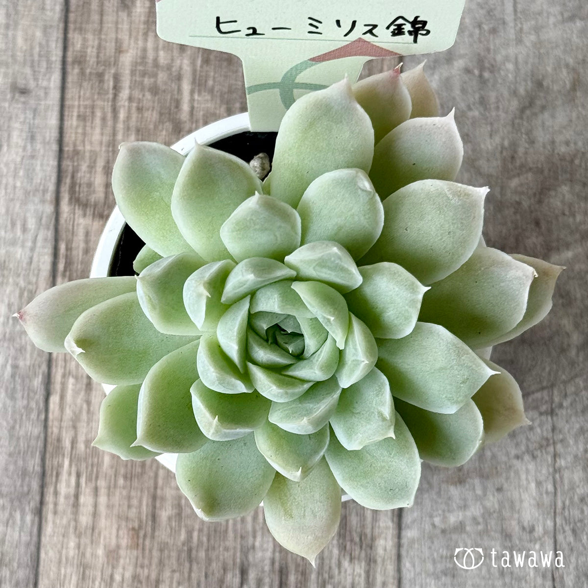 *新発売* ヒューミリス錦【tawawaハウス苗】
