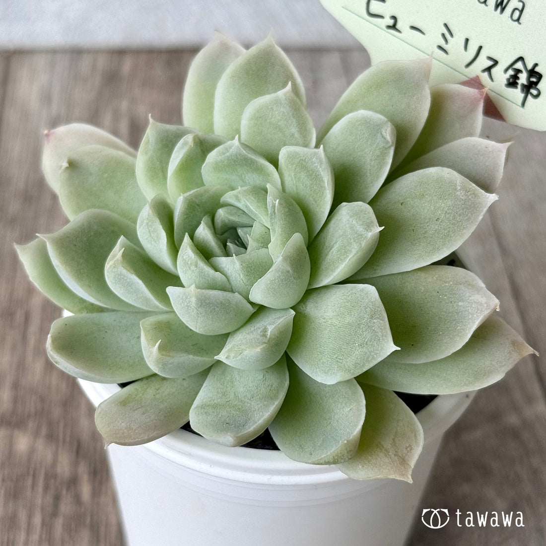 ヒューミリス錦【tawawaハウス苗】