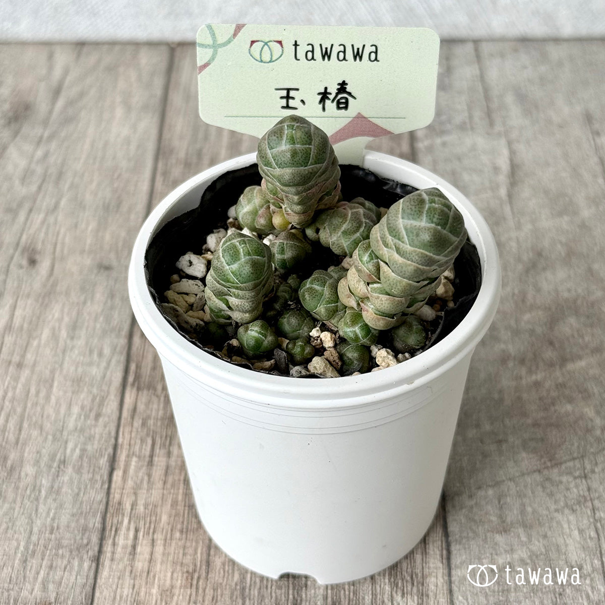 玉椿【tawawaハウス苗】