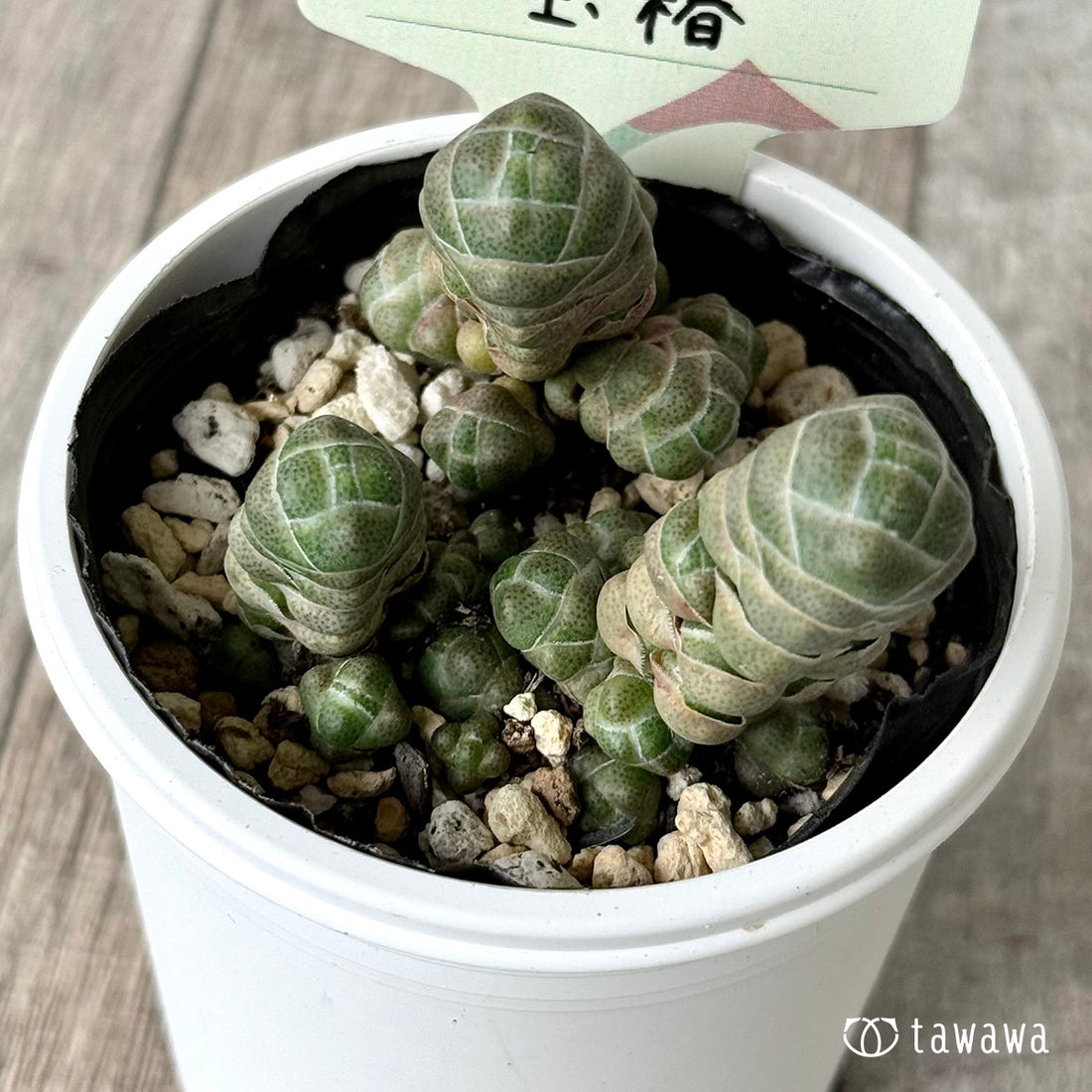 玉椿【tawawaハウス苗】