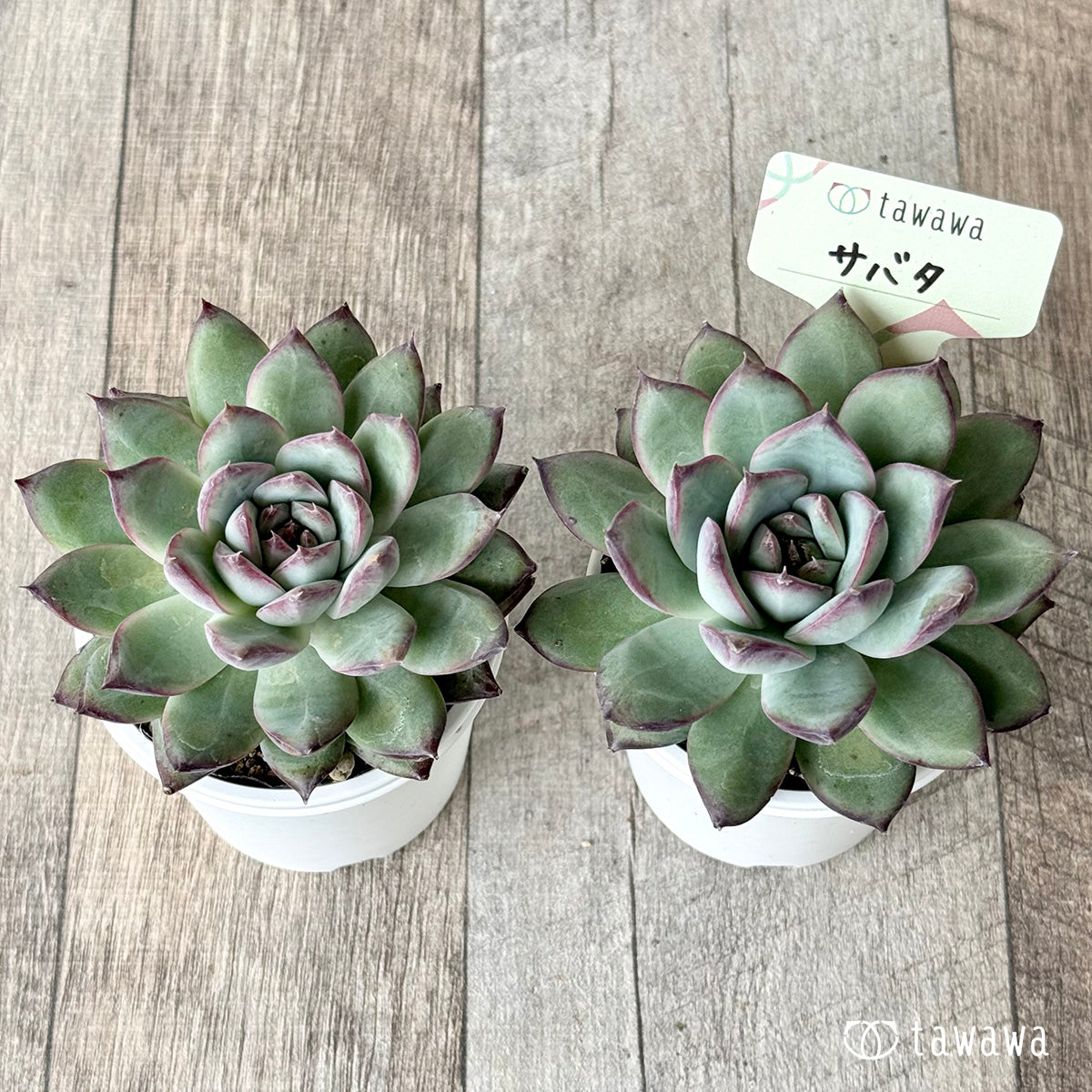 *新発売* サバタ(エアーマジック農園)【tawawaハウス苗】
