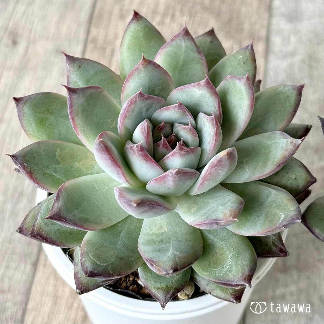 サバタ(エアーマジック農園)【tawawaハウス苗】