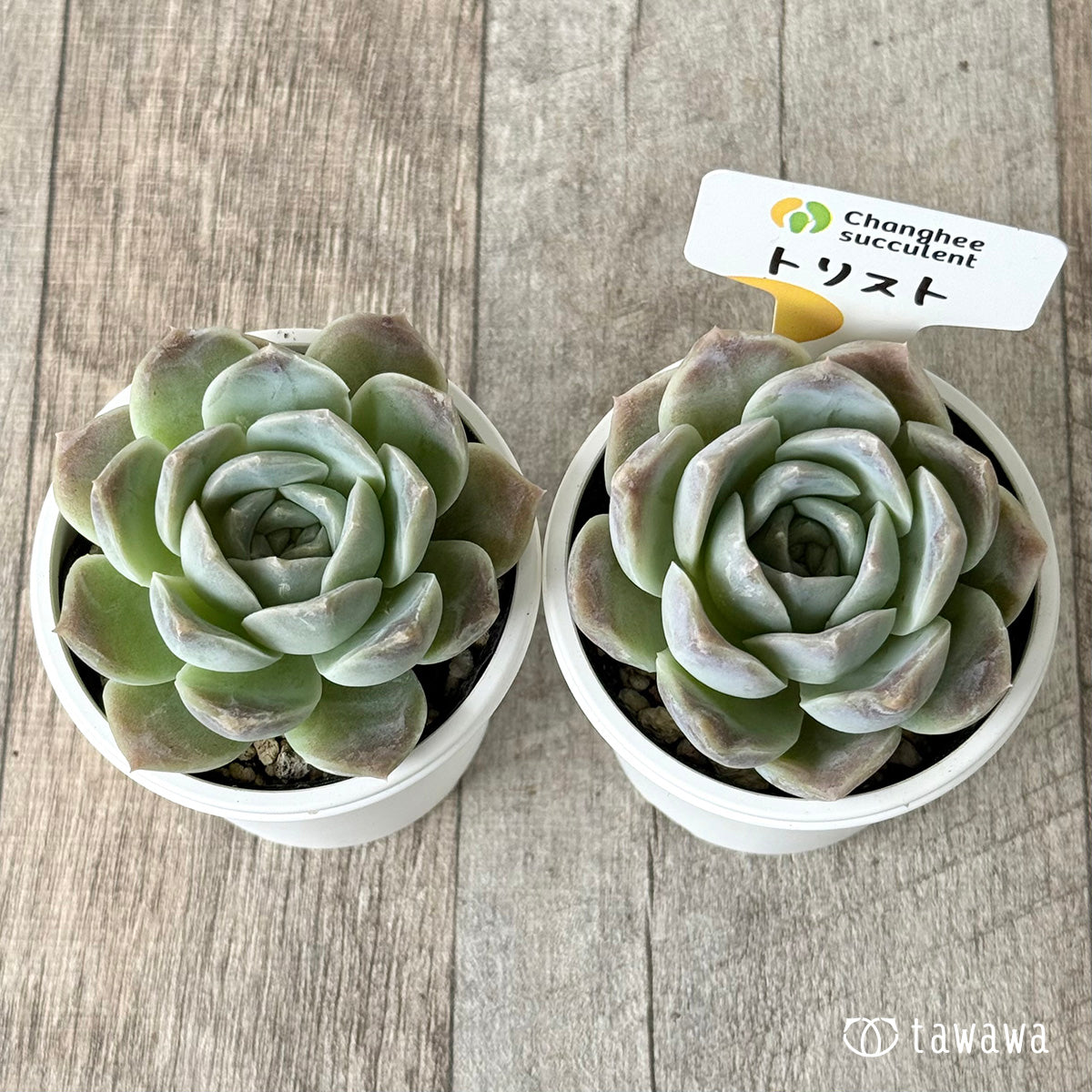 *新発売* トリスト(チャンヒー農園)【tawawaハウス苗】