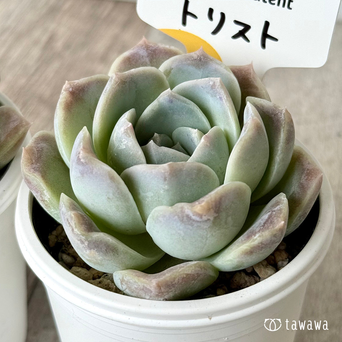 *新発売* トリスト(チャンヒー農園)【tawawaハウス苗】