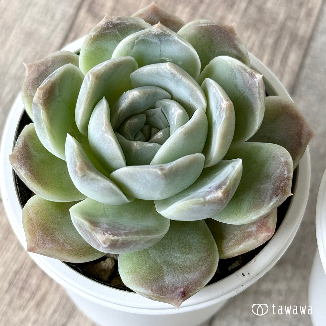 New Arrivals: Ice Green