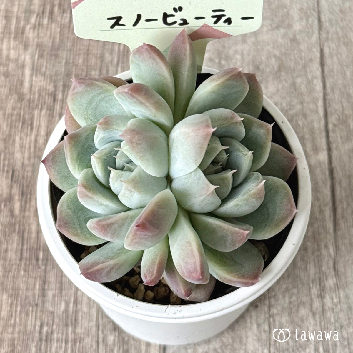 スノービューティー 【tawawaハウス苗】