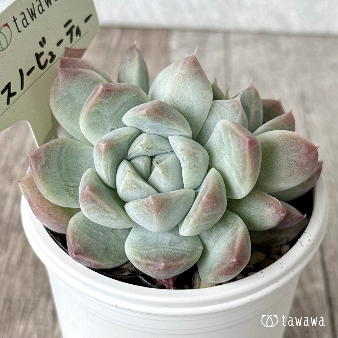 スノービューティー 【tawawaハウス苗】