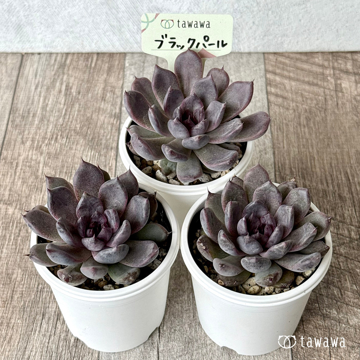 多肉植物 韓国苗 ブラックパール ブラックパール（多頭苗） – 多肉植物の通販・販売サイト tawawa