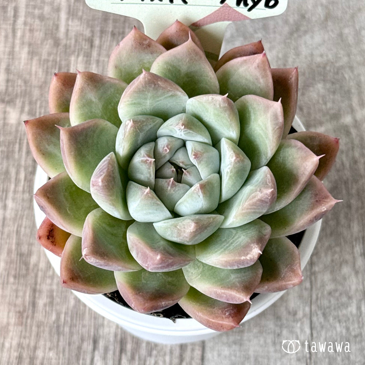 アイスバーグhyb(兄弟農園)【tawawaハウス苗】