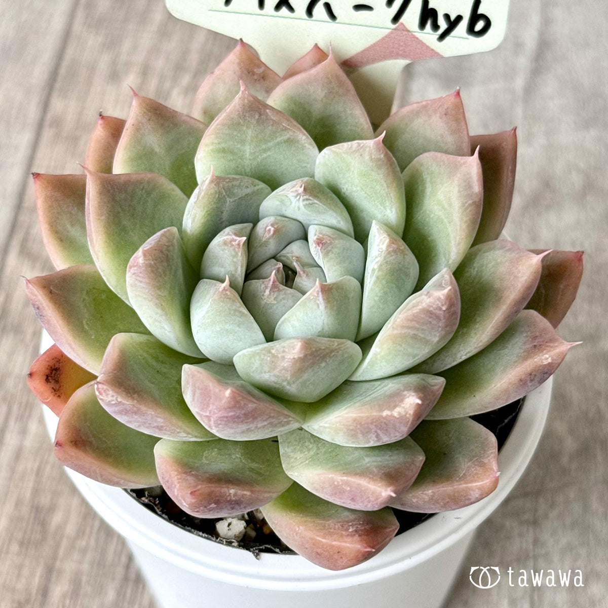 アイスバーグhyb(兄弟農園)【tawawaハウス苗】