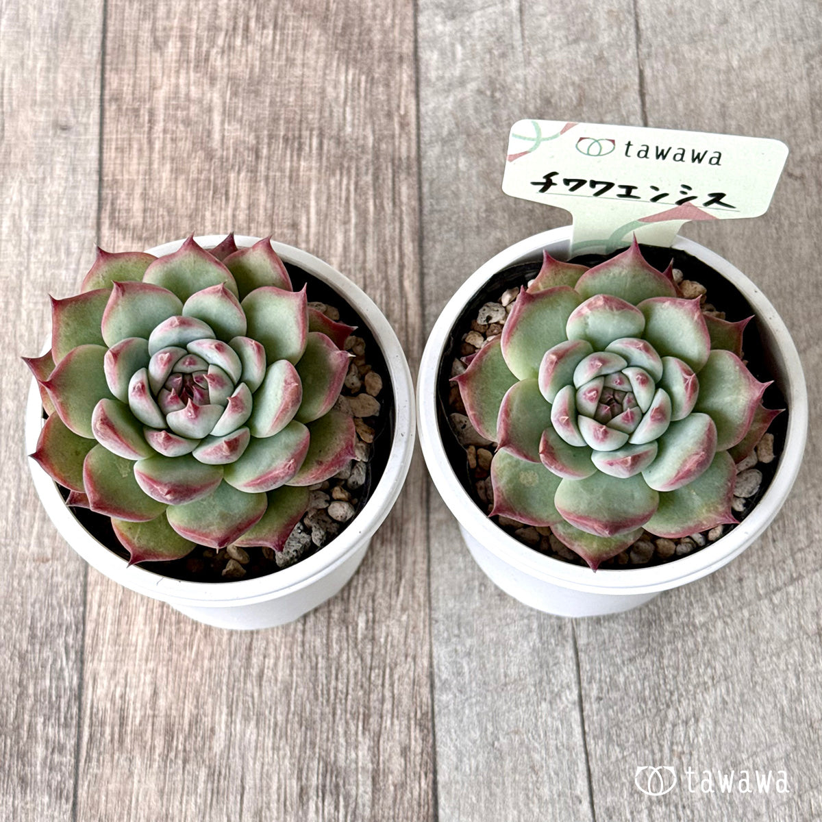 Chihuahuaensis Chihuahuaensis