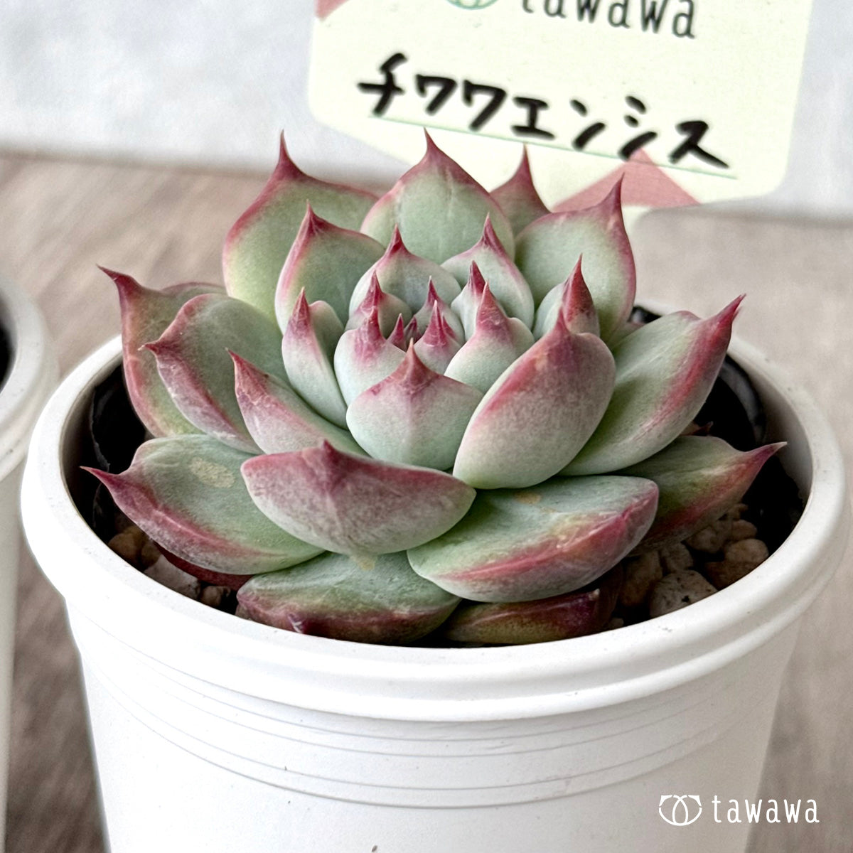 Chihuahuaensis Chihuahuaensis