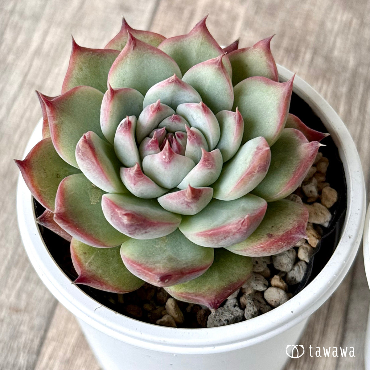 Chihuahuaensis Chihuahuaensis