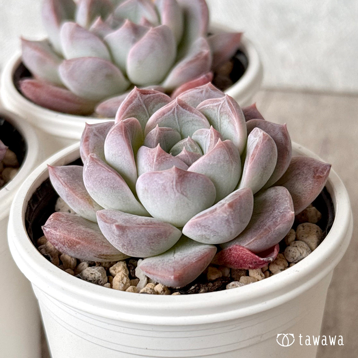 ベビーピンク(チャンヒー農園)【tawawaハウス苗】