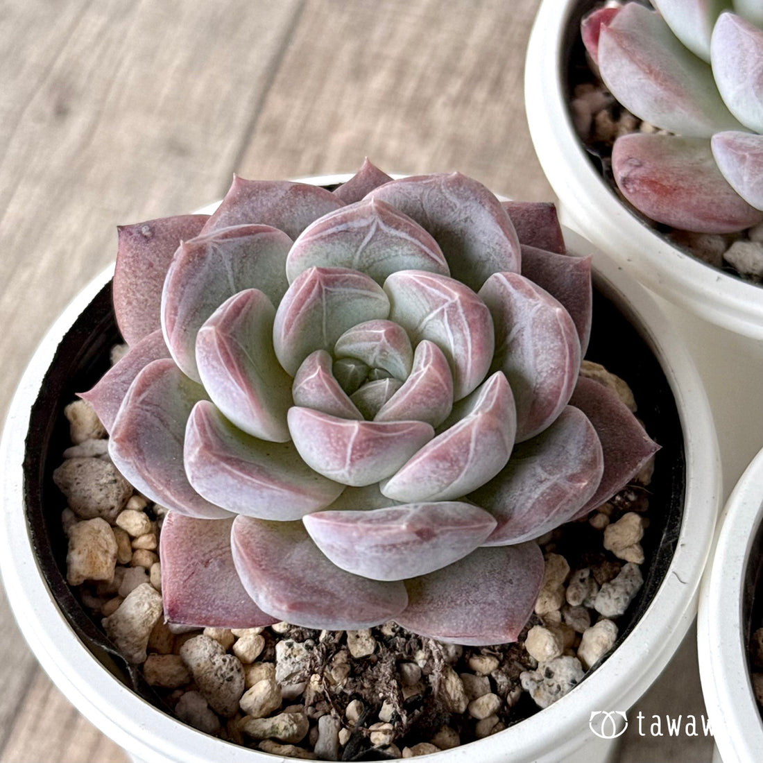 New Arrivals: Ice Green