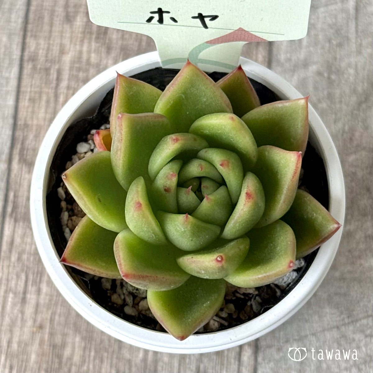 ホヤ【tawawaハウス苗】