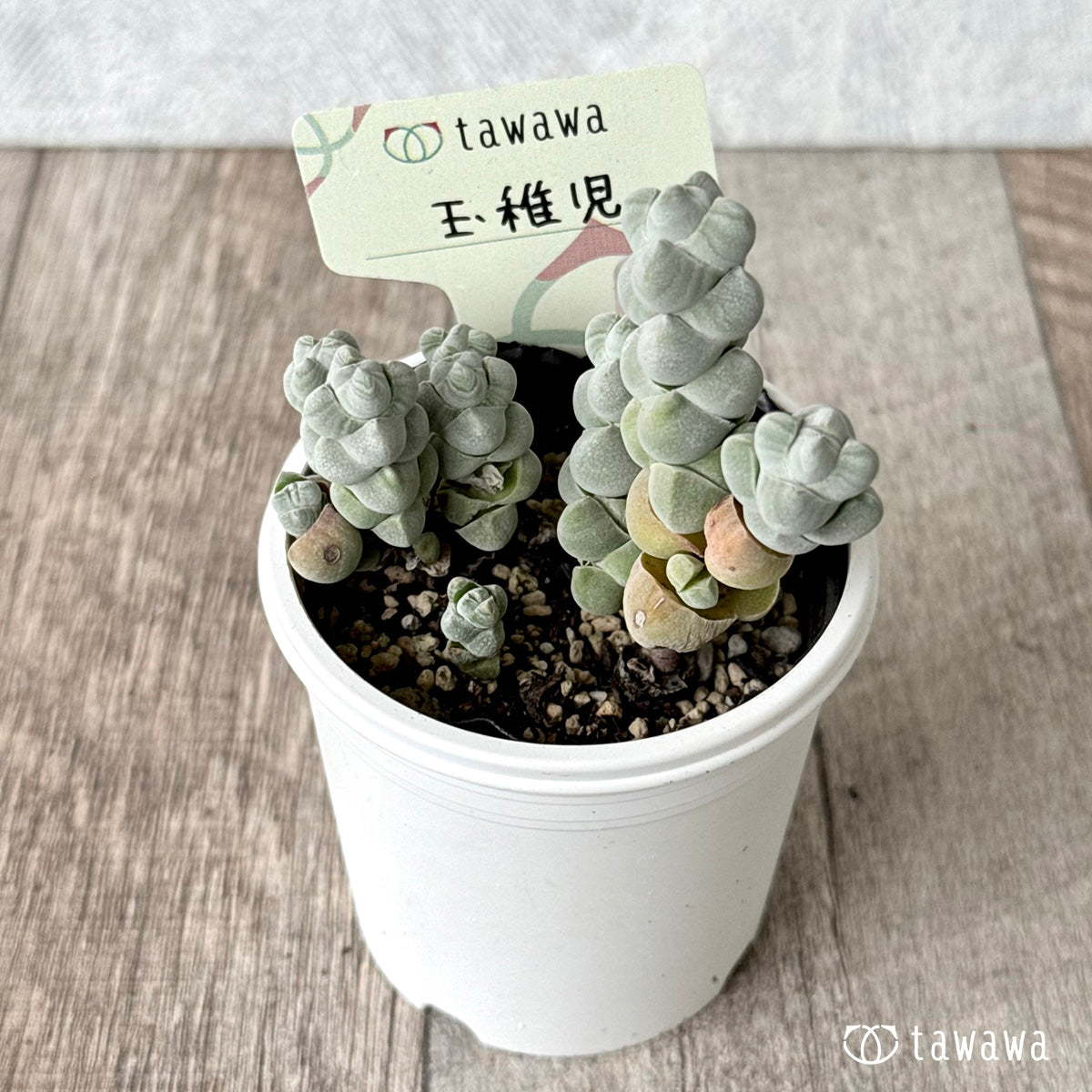 玉稚児【tawawaハウス苗】